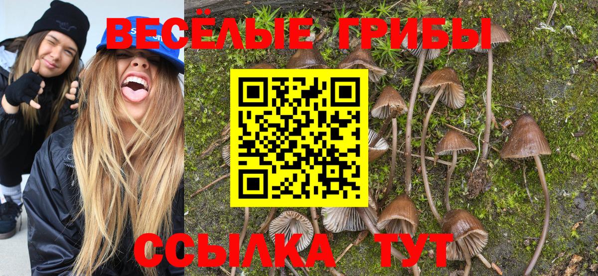 Псилоцибиновые грибы прущие грибы Северобайкальск